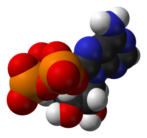 Adenosine triphosphate molecule, from Wikipedia (CC-0 image by Ben Mills)