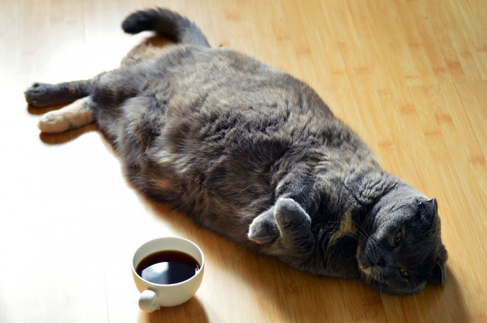 photo of a cat and cup of coffee, by Quinn Kampschroer [CC-0]